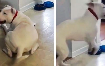 Mom Tells Her Dog He Can’t Have Gravy On His Food. So He Decides To Throw a Hysterical Temper Tantrum.