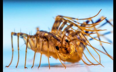 THIS Is The Strange Reason Why If You Spot a Centipede In Your House You Shouldn’t Ever Step On It