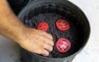 He Takes Four Slices Of Tomatoes and Places It In Compost. 10 Days Later He Reveals The UNTHINKABLE!