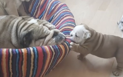 Tiny Bulldog Puppy Attempts To Wake Up His Mama. But Can’t So He Throws A Temper Tantrum.