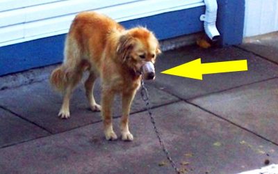 Neighbor Sees This Pup With His Snout Duct Taped. So He Breaks Into The Yard and Does The UNTHINKABLE!