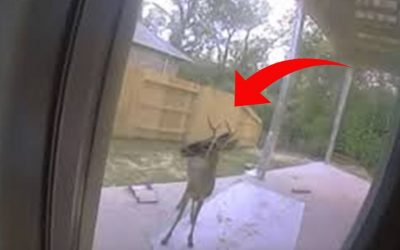 THIS Deer Attempts To Reveal Something To This Family In The Yard. After They Spot THIS They Immediately Call The Cops!