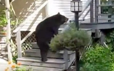 Husband Films A Bear In His Yard. But Then He Sends Out His Wife The Intimidator To Get It To Leave.