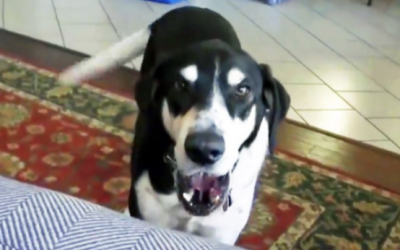 Daddy Tells His Pup He Just Got a New Pet From The Pet Store. He Then Decides To Throw a Hysterical Fit.