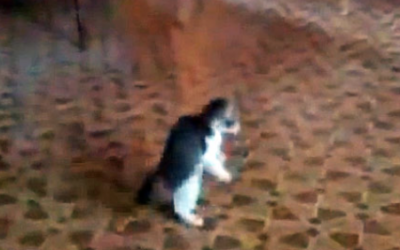 An ‘Intruder’ Breaks Into This Tiny Kitten’s House. Now Watch Him Protect His Humans.