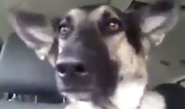 This Dog Loves Dancing To Her Favorite Song In The Car