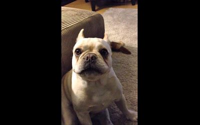 Mommy Asks Bulldog How His Day Was. He Answers With a Funny Hissy Fit.