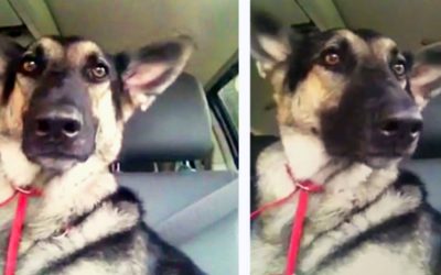 This Dog Loves Dancing To Her Favorite Song In The Car