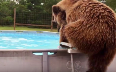 This Big Grizzly Bear Slowly Climbs Up The Pool Ladder. Now Watch His Hysterical Belly Flop.