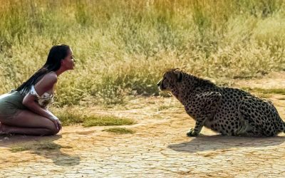 Girl Helps Cheetah That Is Very Sick
