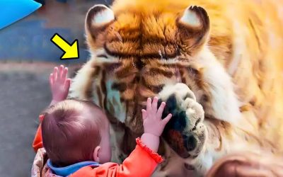 Tiger Bows To Little Girl