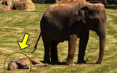 This Young Little Baby Elephant Wouldn’t Get Up