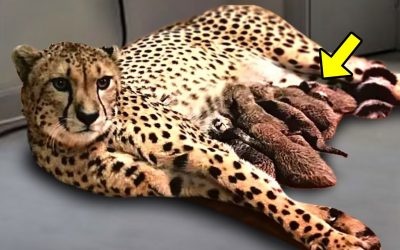 Cheetah Births Five Tiny Cubs